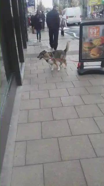 主人把哈士奇绑在塑胶广告牌上 竟然忘了它是雪橇犬 结果悲剧了!