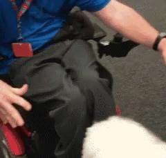 这只超级温柔的混血巨汪 成了医院最受欢迎的角色!
