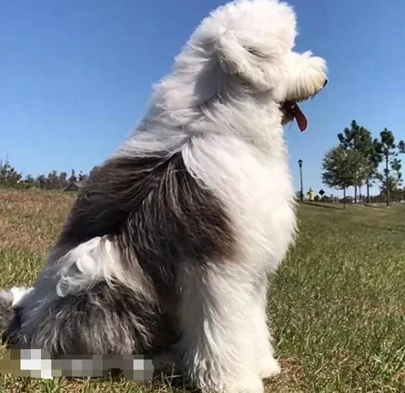 这只超级温柔的混血巨汪 成了医院最受欢迎的角色!