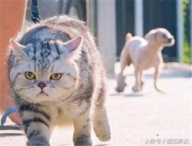 主人养了一只长得像流氓的猫 网友:这惹不起啊!