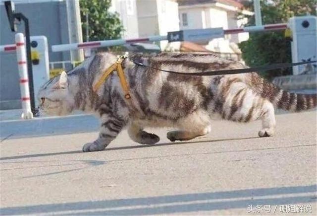 主人养了一只长得像流氓的猫 网友:这惹不起啊!