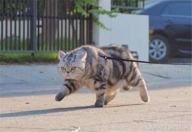主人养了一只长得像流氓的猫 网友:这惹不起啊!