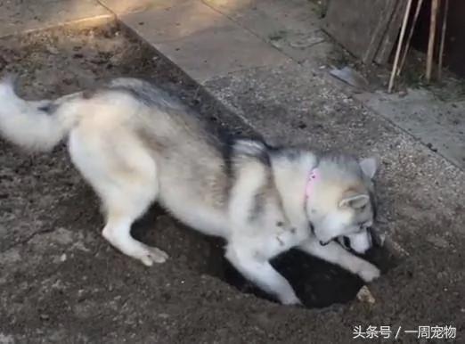 呆萌哈士奇辛苦挖大洞 坐进去时 蠢萌样子主人笑翻!