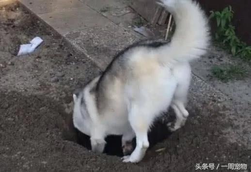 呆萌哈士奇辛苦挖大洞 坐进去时 蠢萌样子主人笑翻!