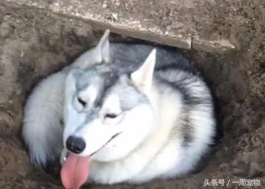 呆萌哈士奇辛苦挖大洞 坐进去时 蠢萌样子主人笑翻!