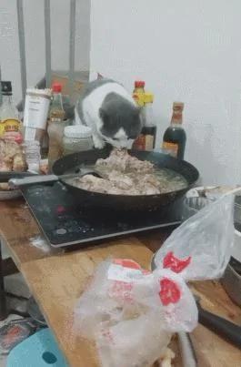 猫咪偷热锅里的肉 叼起肉瞬间从桌子上跳下来就跑 主人无奈!