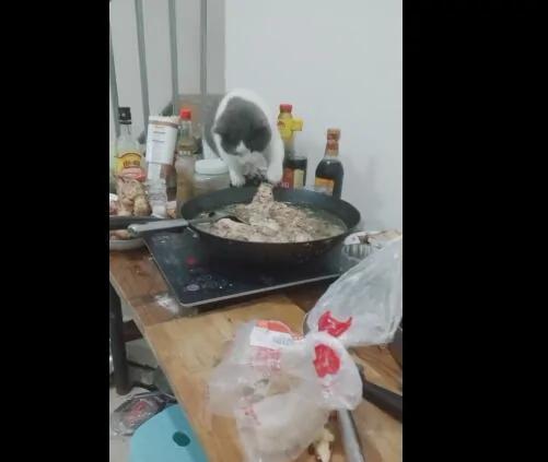 猫咪偷热锅里的肉 叼起肉瞬间从桌子上跳下来就跑 主人无奈!