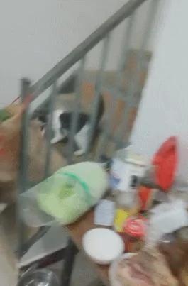 猫咪偷热锅里的肉 叼起肉瞬间从桌子上跳下来就跑 主人无奈!