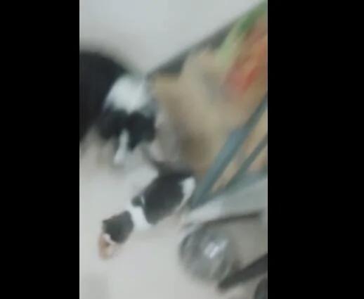 猫咪偷热锅里的肉 叼起肉瞬间从桌子上跳下来就跑 主人无奈!