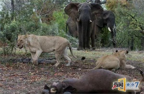 野牛遭狮群攻击 大象群前来支援 可惜为时已晚