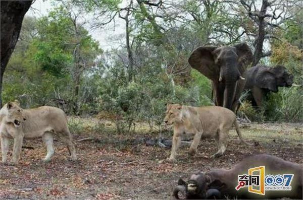 野牛遭狮群攻击 大象群前来支援 可惜为时已晚