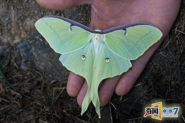 大叔发现奇特绿叶 仔细观察感叹世界真大