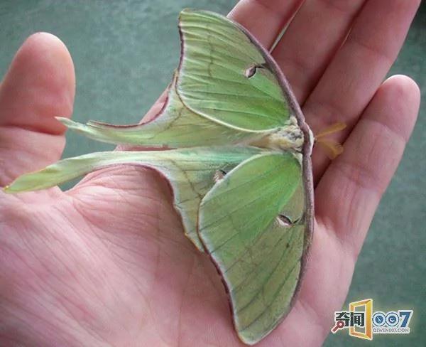 大叔发现奇特绿叶 仔细观察感叹世界真大