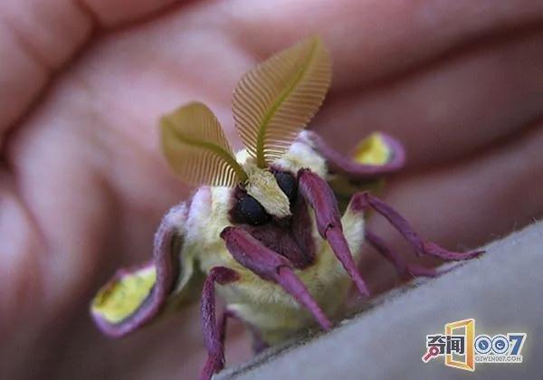 大叔发现奇特绿叶 仔细观察感叹世界真大