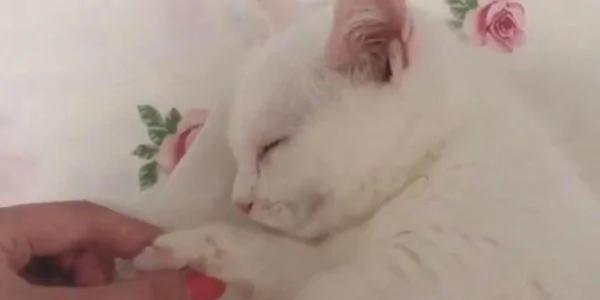 捡回来的流浪猫害怕被再次抛弃 每次都要主人牵着手才肯睡觉!