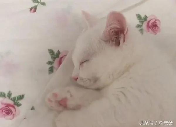 捡回来的流浪猫害怕被再次抛弃 每次都要主人牵着手才肯睡觉!