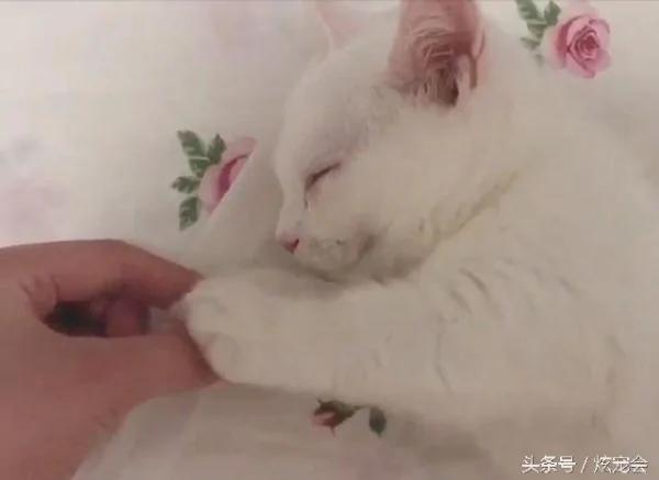 捡回来的流浪猫害怕被再次抛弃 每次都要主人牵着手才肯睡觉!