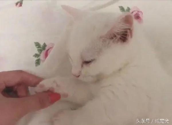 捡回来的流浪猫害怕被再次抛弃 每次都要主人牵着手才肯睡觉!