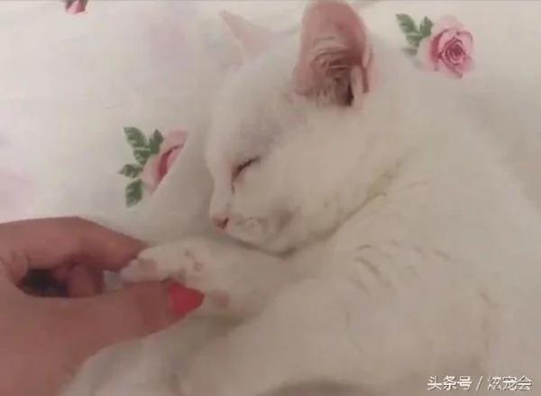 捡回来的流浪猫害怕被再次抛弃 每次都要主人牵着手才肯睡觉!