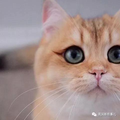 一只自带眼线的橘猫…这自带妆感的大眼睛 很妖艳
