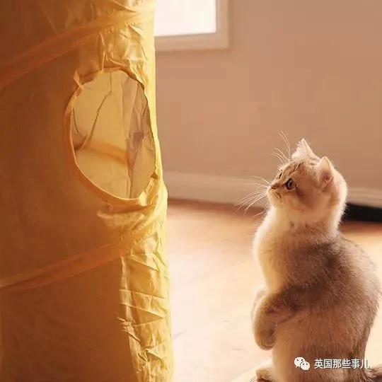 一只自带眼线的橘猫…这自带妆感的大眼睛 很妖艳