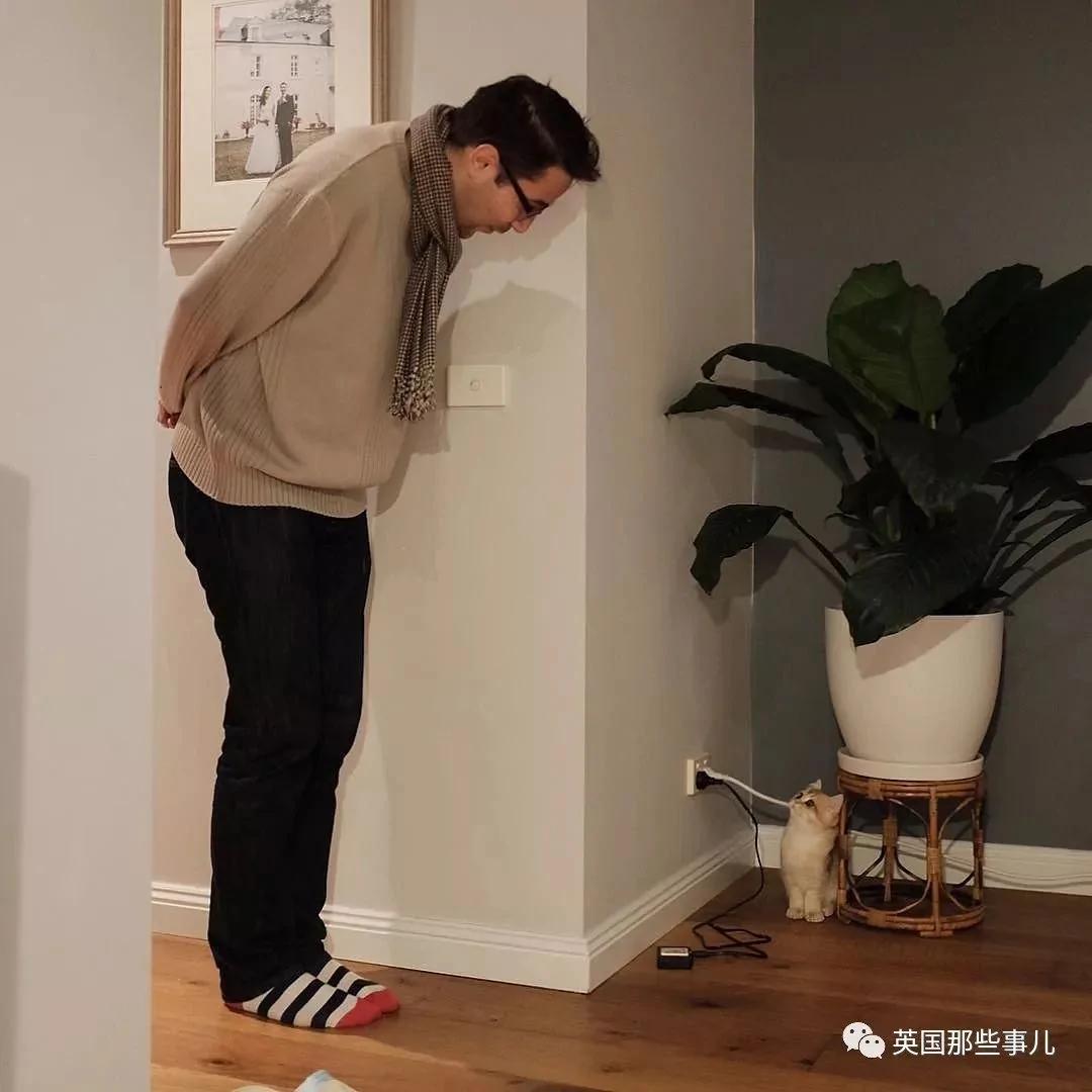 一只自带眼线的橘猫…这自带妆感的大眼睛 很妖艳