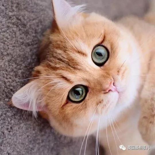 一只自带眼线的橘猫…这自带妆感的大眼睛 很妖艳