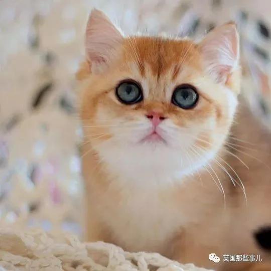 一只自带眼线的橘猫…这自带妆感的大眼睛 很妖艳