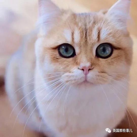 一只自带眼线的橘猫…这自带妆感的大眼睛 很妖艳