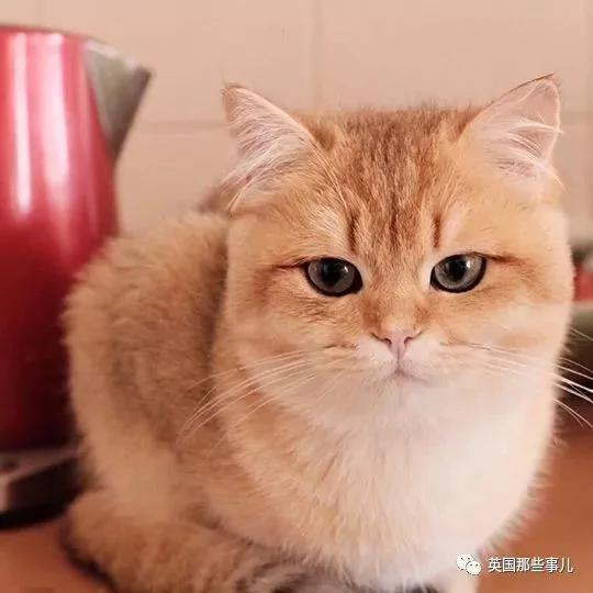 一只自带眼线的橘猫…这自带妆感的大眼睛 很妖艳