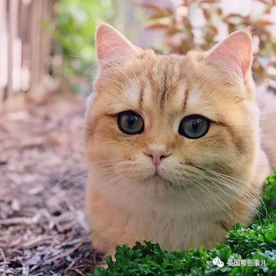 一只自带眼线的橘猫…这自带妆感的大眼睛 很妖艳