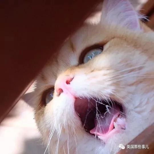 一只自带眼线的橘猫…这自带妆感的大眼睛 很妖艳