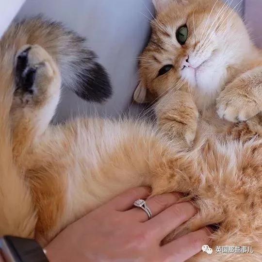 一只自带眼线的橘猫…这自带妆感的大眼睛 很妖艳