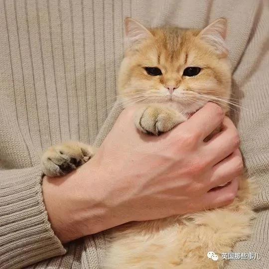 一只自带眼线的橘猫…这自带妆感的大眼睛 很妖艳
