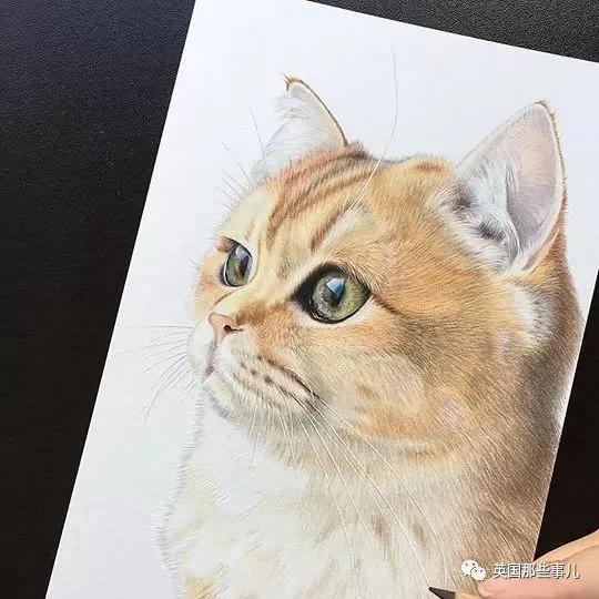 一只自带眼线的橘猫…这自带妆感的大眼睛 很妖艳