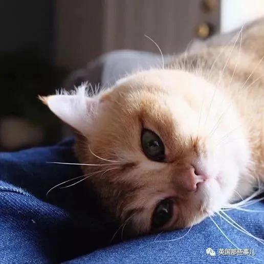 一只自带眼线的橘猫…这自带妆感的大眼睛 很妖艳