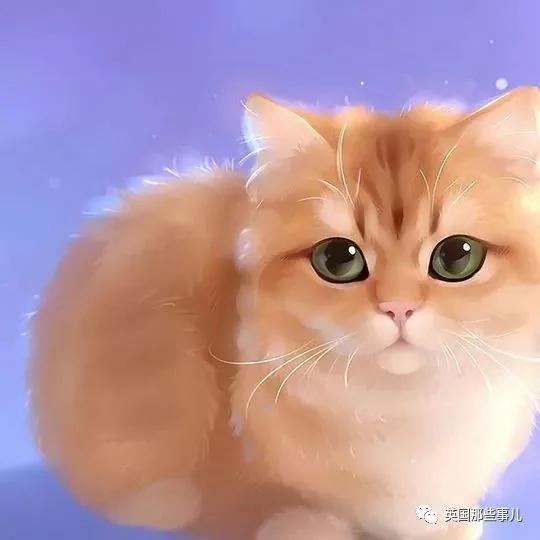 一只自带眼线的橘猫…这自带妆感的大眼睛 很妖艳