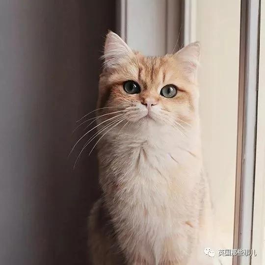 一只自带眼线的橘猫…这自带妆感的大眼睛 很妖艳