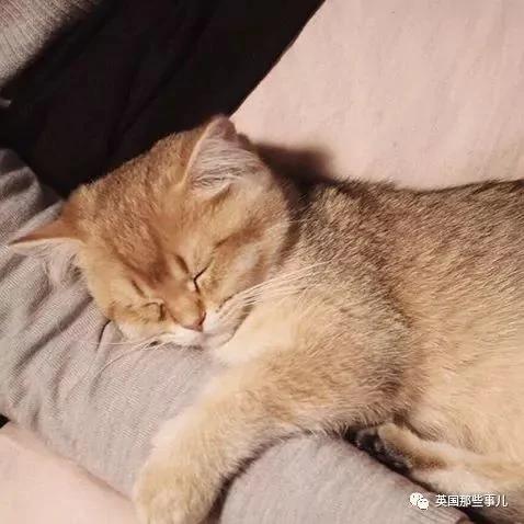 一只自带眼线的橘猫…这自带妆感的大眼睛 很妖艳