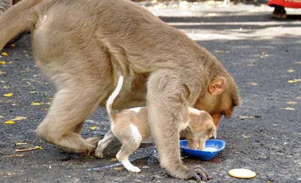 猴子妈妈将狗宝宝“当自己孩子照顾” 食物先让狗宝宝吃 让人感动!