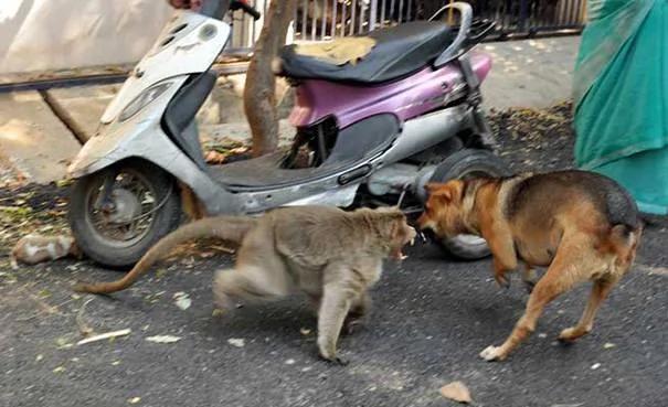 猴子妈妈将狗宝宝“当自己孩子照顾” 食物先让狗宝宝吃 让人感动!