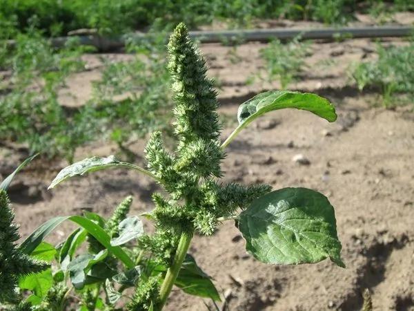 谁说贫血一定要吃猪肝 20种补血素食效果佳