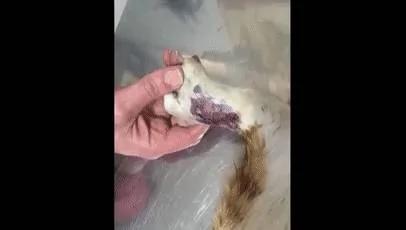 流浪喵后腿受伤疼痛难耐 向路人求助 却因祸得福!
