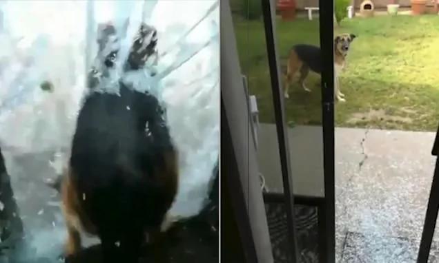 牧羊犬撞碎玻璃门如无事发生 主人被吓傻
