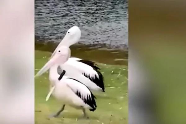 鹈鹕在河边悠閒散步 但脖子上竟插把刀!