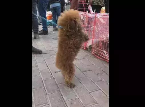 狗市脏兮兮的泰迪为了将自己卖出去 眼中含泪求收养 你会买吗?