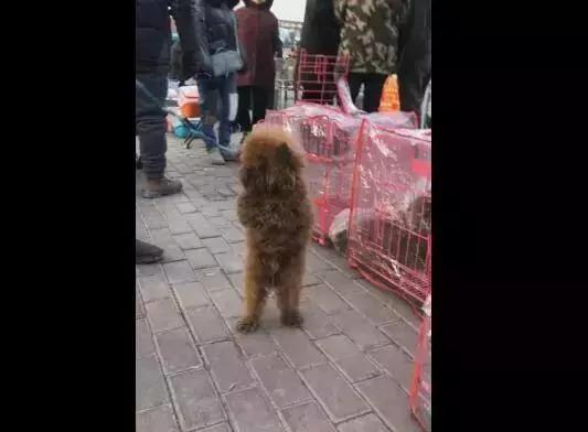 狗市脏兮兮的泰迪为了将自己卖出去 眼中含泪求收养 你会买吗?