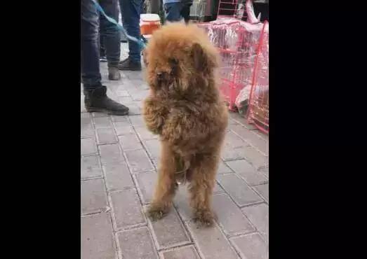 狗市脏兮兮的泰迪为了将自己卖出去 眼中含泪求收养 你会买吗?