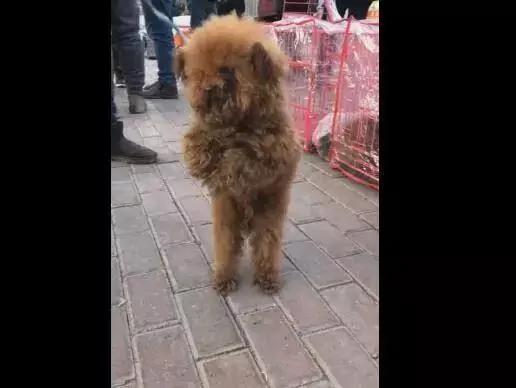 狗市脏兮兮的泰迪为了将自己卖出去 眼中含泪求收养 你会买吗?