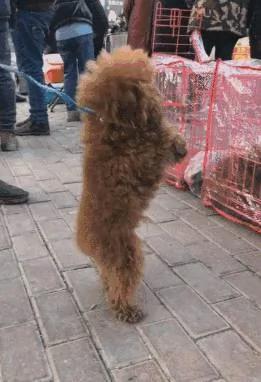 狗市脏兮兮的泰迪为了将自己卖出去 眼中含泪求收养 你会买吗?